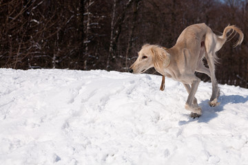 Running saluki
