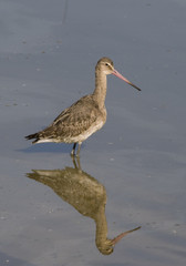 Barge à queue noire