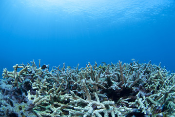 Fototapeta na wymiar 青い海とサンゴの群生