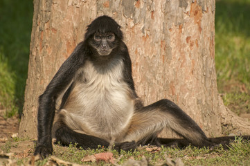 Black-handed spider monkey