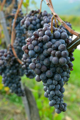 merlot grapes on the vine