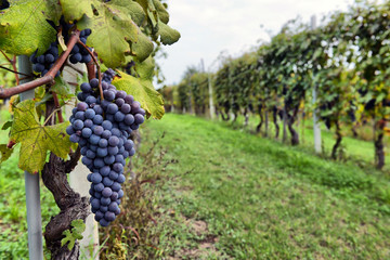Fototapeta merlot grapes on the vine obraz