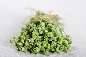 Bunch of blooming marjoram