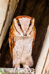 Obraz premium Oriental bay owl