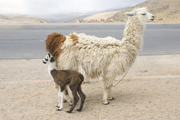 Llama and Young