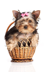 Cute yorkshire terrier puppy in a basket isolated over white