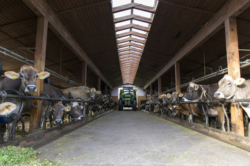 tractor passes barn for feeding several milk cows at farm