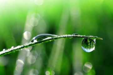 Dew drops close up