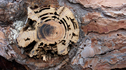 tratto d'un albero di pino abbattuto