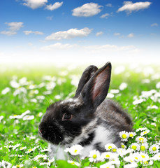 Cute Rabbit in Grass