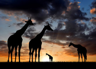 Fototapeta na wymiar stado żyraf w zachodzie słońca