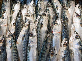 Mackerel Fish at the market