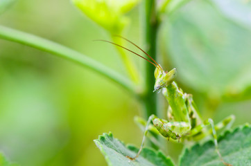 Jeweled flower mantis also called Indian flower mantis