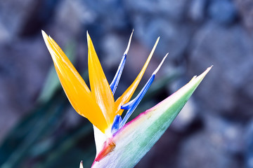 lower background with Bird of Paradise Flowers or Strelitzia