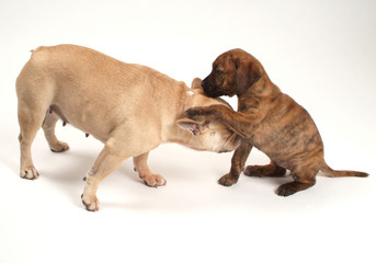 Bouledogue fran&ccedil;ais et chiot batard