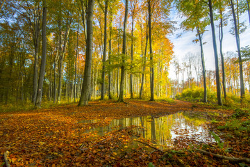 Obraz premium Kolorowy jesienny las