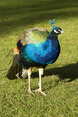 Obraz premium Proud peacock