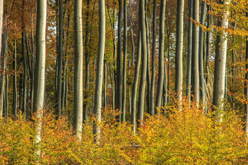 Colorful autumn forest
