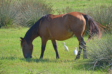 horse and white heron together in meadow counter light
