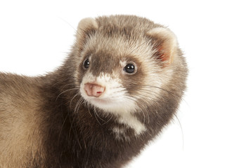 young polecat