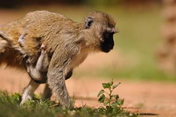 Cercopiteco verde con cuccioli