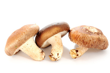 Mushroom