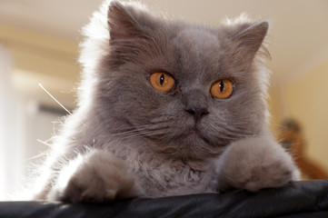 Chartreux cat