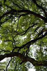 Obraz premium Arbre, chêne, forêt, nature, bois, campagne, vert, feuille