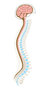 Human Brian With Spinal Cord And Spinal Column