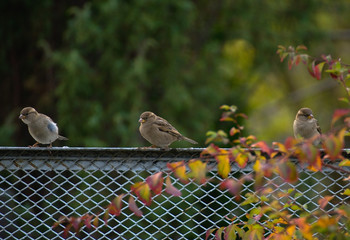 Sparrow