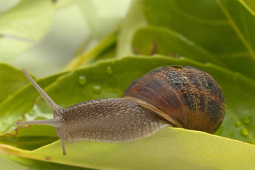 snail on the sheet