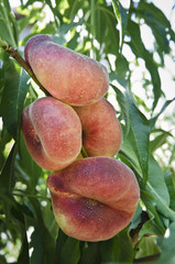 peach saturn
