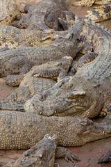 Crocodile multiple sleep in water