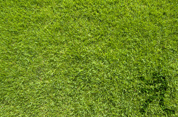 Sport table tennis on green grass texture and background