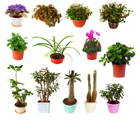 Set of houseplant in  pots