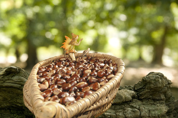 Panier de châtaignes