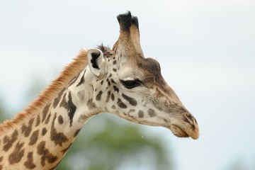 Giraffa, profilo