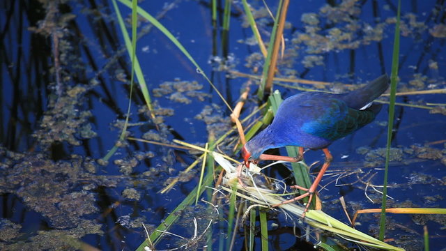 The Purple Swamp at the Khao Sam Roi Yot National Park