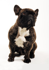 Obraz premium Bouledogue français bringé