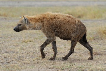 Fototapeta premium Iena maculata