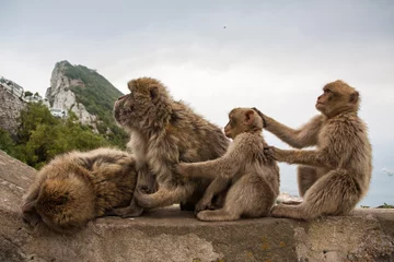 Papier Peint photo Lavable Singe Apes of Gibraltar