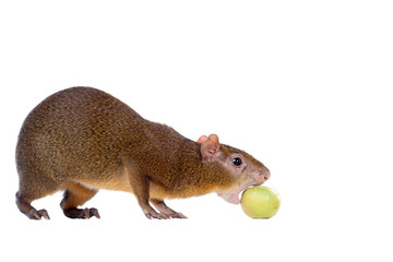 Central American agouti (Dasyprocta punctata)