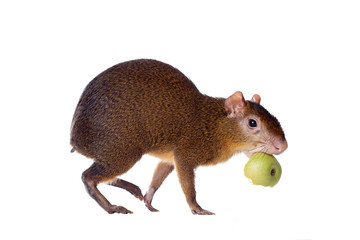 Central American agouti (Dasyprocta punctata)