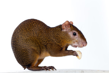 Central American agouti (Dasyprocta punctata)