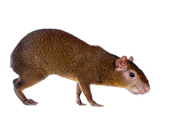 Central American agouti (Dasyprocta punctata)