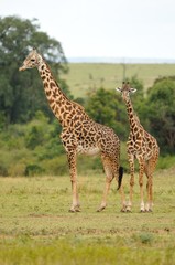 Giraffa e giraffino