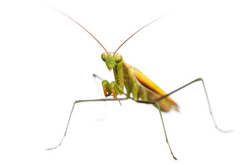 Praying mantis