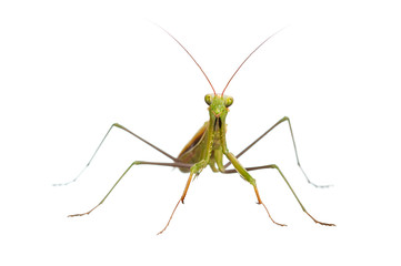 Praying mantis