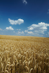 Naklejka premium wheat field