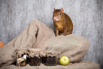 Central American agouti (Dasyprocta punctata)